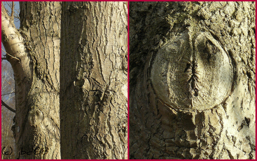 Am Baum des Ernstes ist die Heiterkeit die Blüte