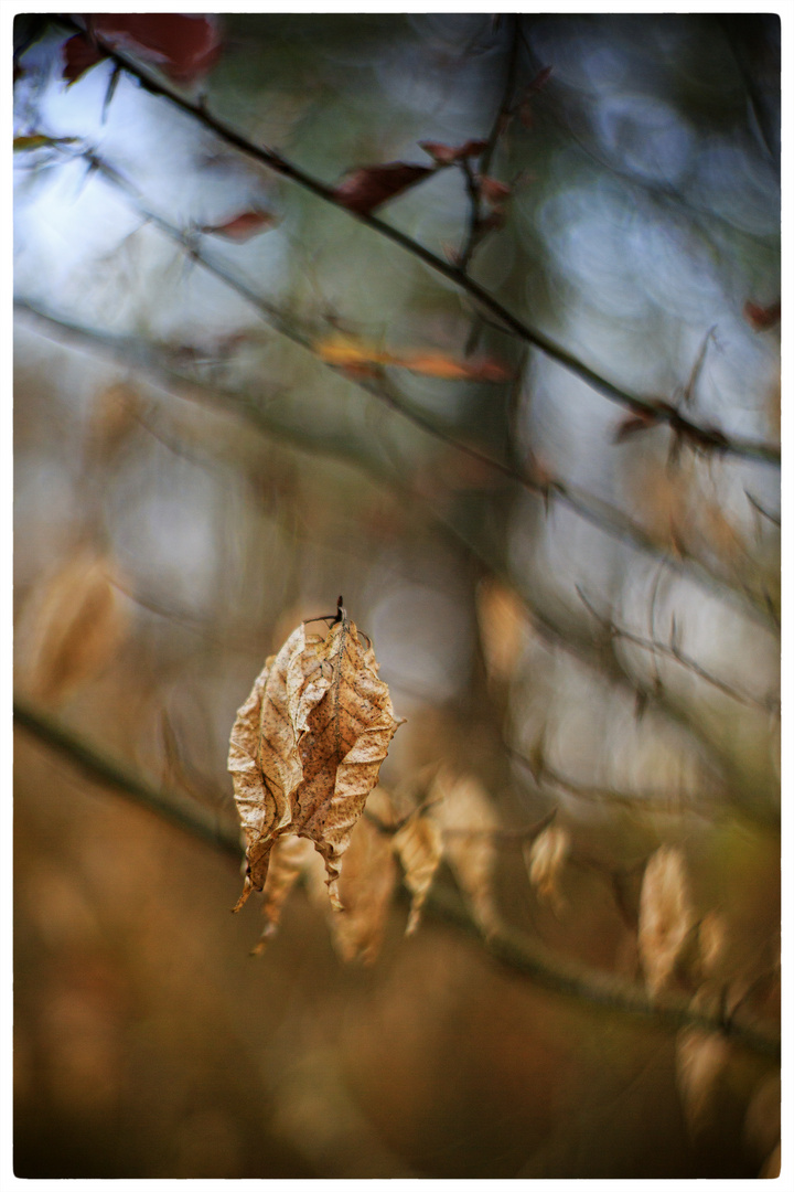  am Baum