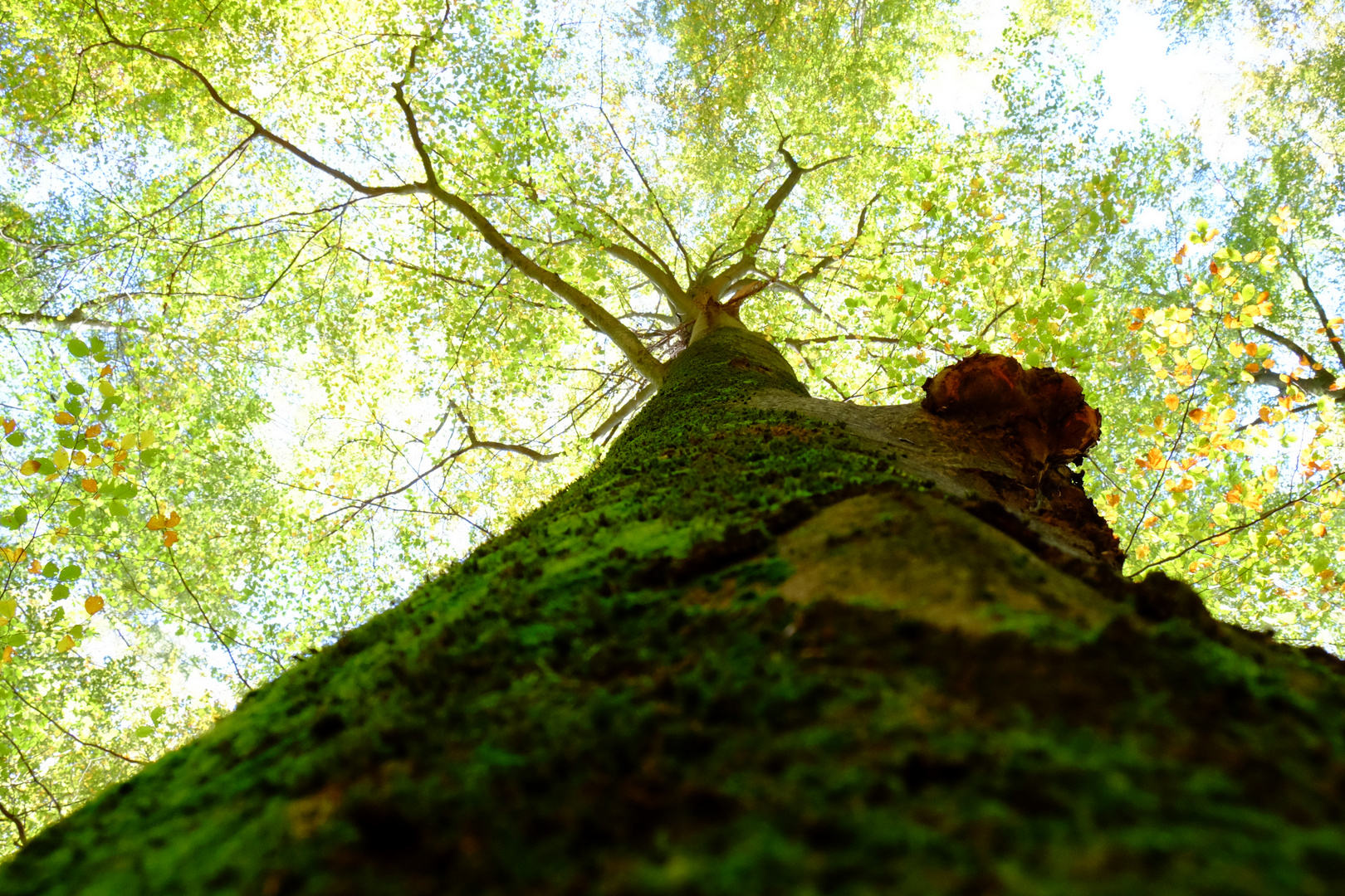 Am Baum entlang