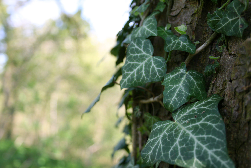 Am Baum entlang