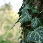 Am Baum entlang