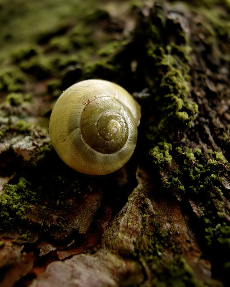 Am Baum gefunden