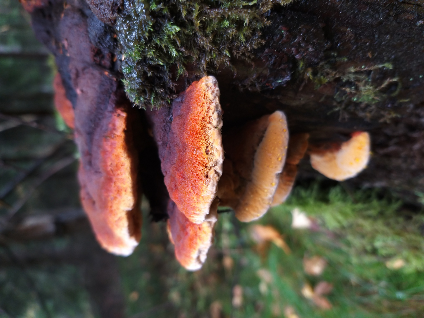 Am Baum gewachsen