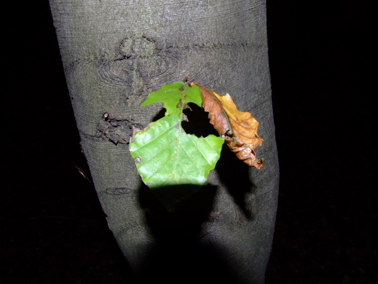 Am Baum hängen geblieben