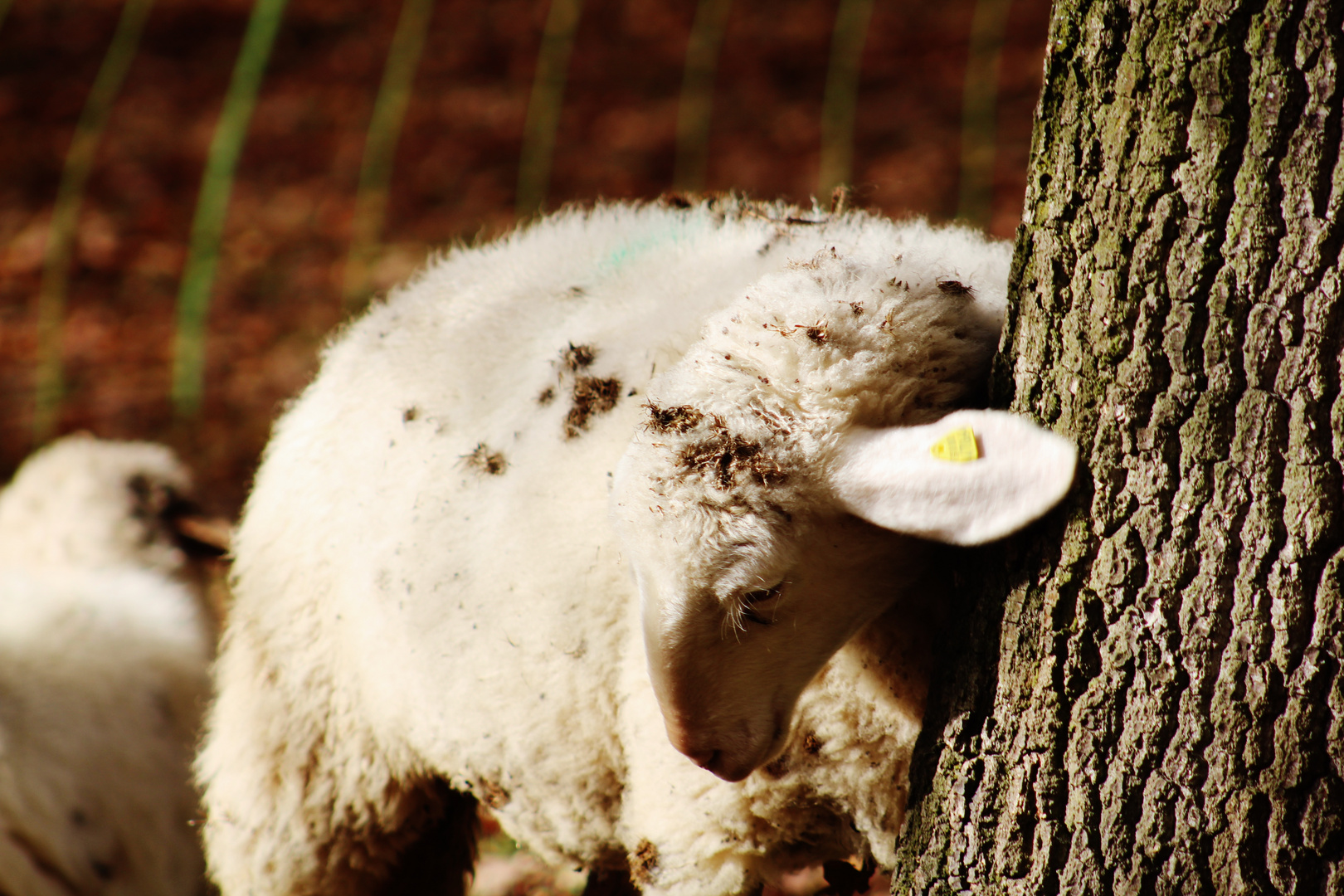 AM BAUM SICH REIBEN DAS TUT GUT