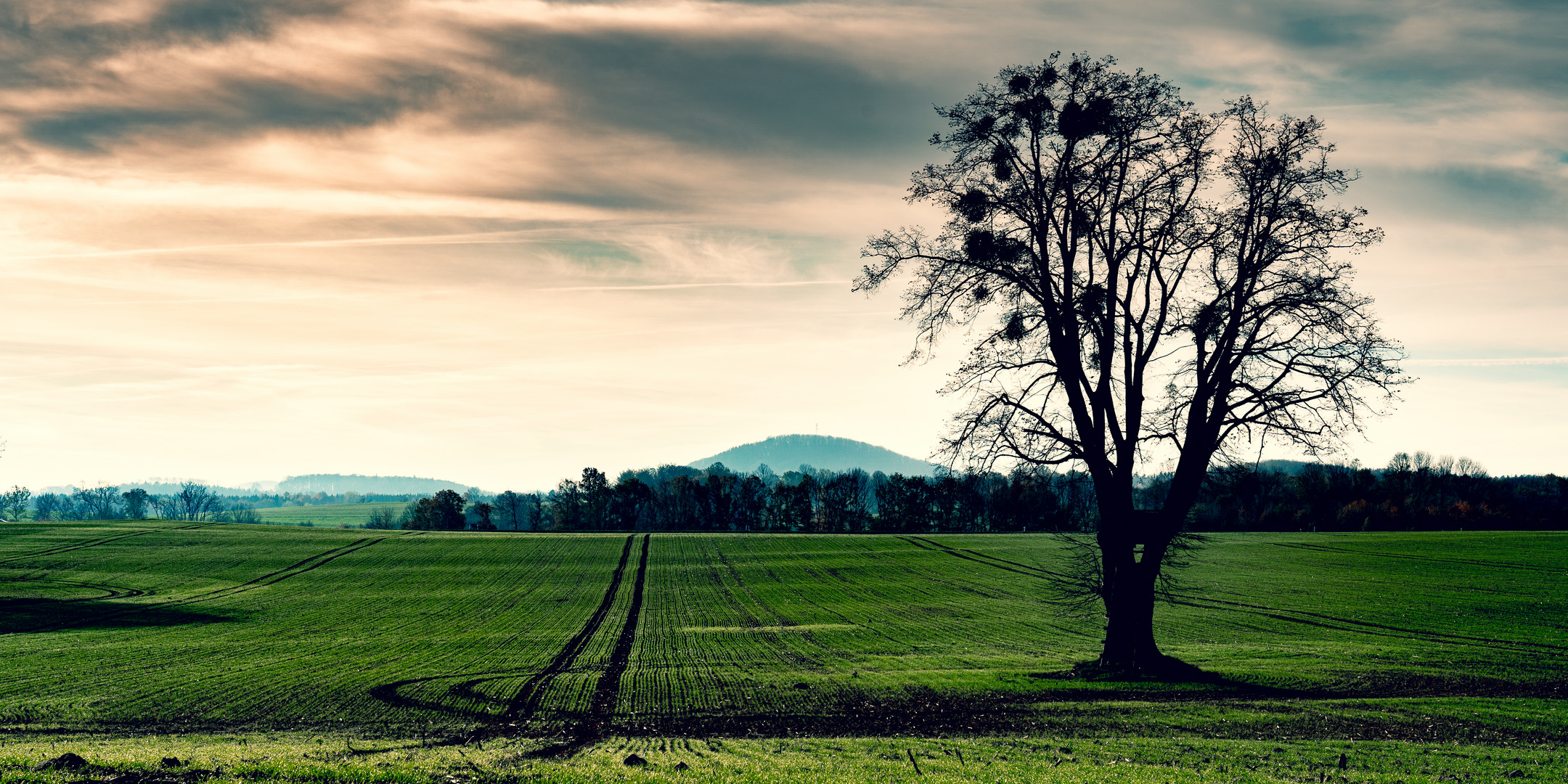 Am Baum vorbei in Richtung Luchberg (576m) geguckt - mit Farbfilm