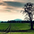 Am Baum vorbei in Richtung Luchberg (576m) geguckt - mit Farbfilm