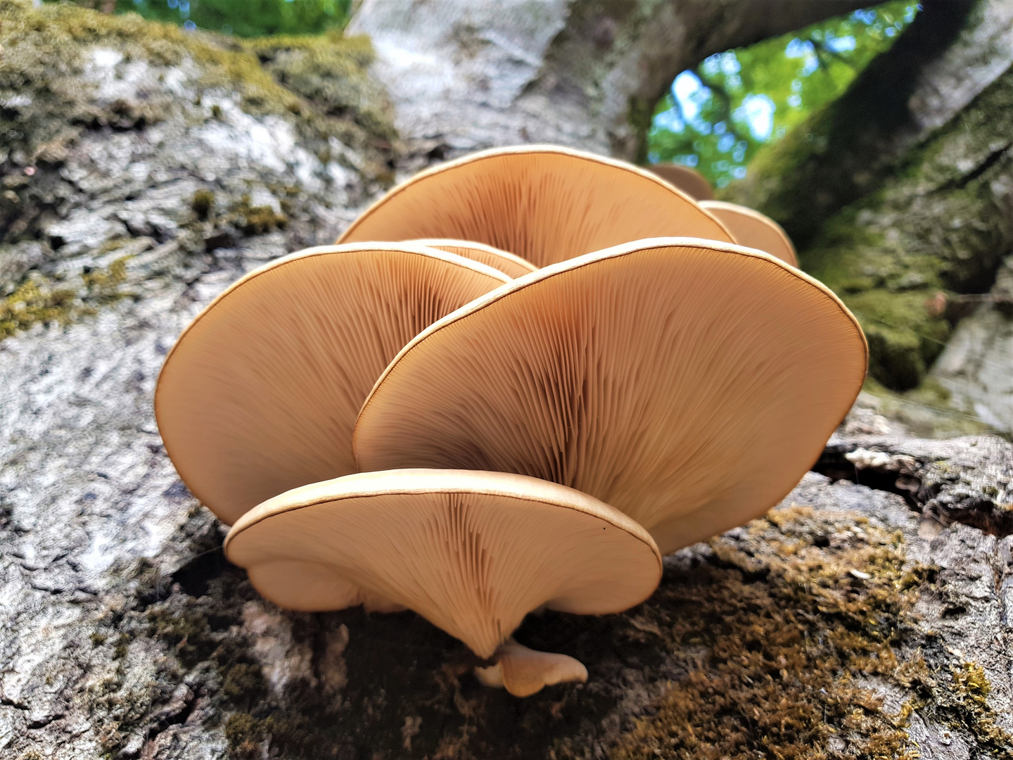 Am Baum wachsen nicht nur Blätter!