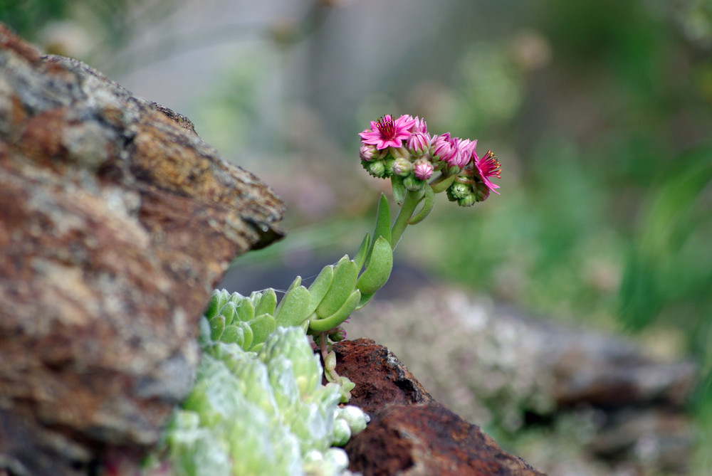 Am Berg in voller Blüte