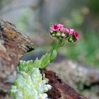 Am Berg in voller Blüte