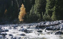 Am Bergbach im Herbst