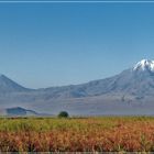 am Berge Ararat................