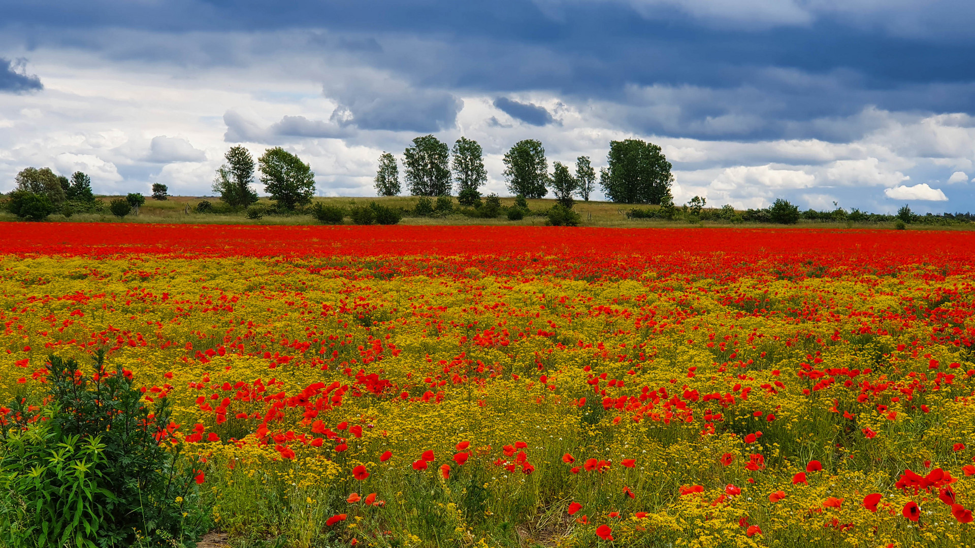 ...am BER...schönes Feld in Schönefeld