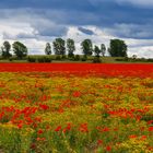 ...am BER...schönes Feld in Schönefeld