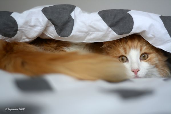 °Am besten im Bett bleiben°