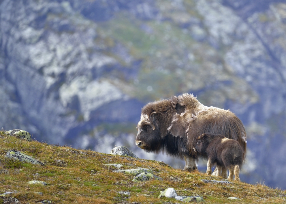 ...am besten ist es bei Mama.......Moschusochsen im Dovrefjell NP, Juni 2013