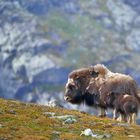 ...am besten ist es bei Mama.......Moschusochsen im Dovrefjell NP, Juni 2013