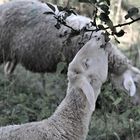 am besten mundete es diesem Schaf direkt vom Baum,