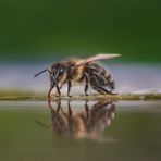 Am Bienen-Strand