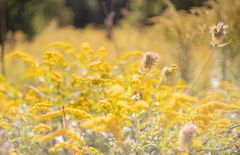 Am Bienenlehrpfad