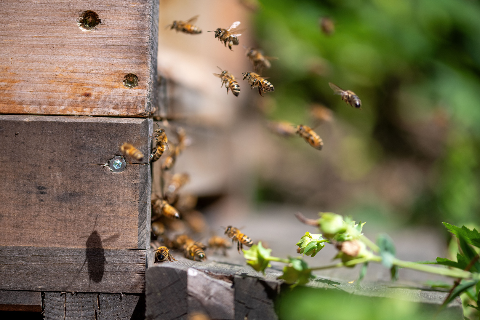 Am Bienenstock