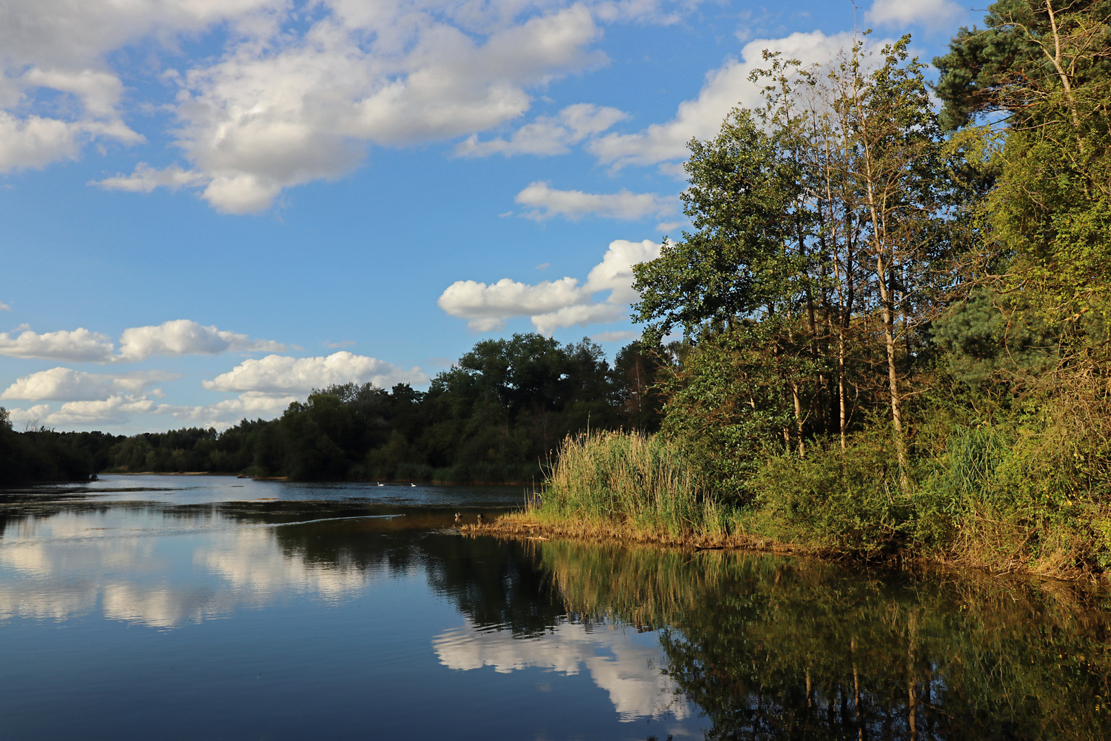 Am Bienroder See