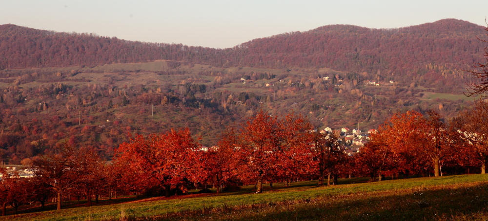 Am "Biosphärengebiet schw. Alb", Dettingen an der Erms, letztes Kirschbäumeleuchten