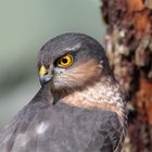 am " Biosphärengebiet schwäbische Alb ", Dettingen an der Erms, ein junger Sperber zu Besuch