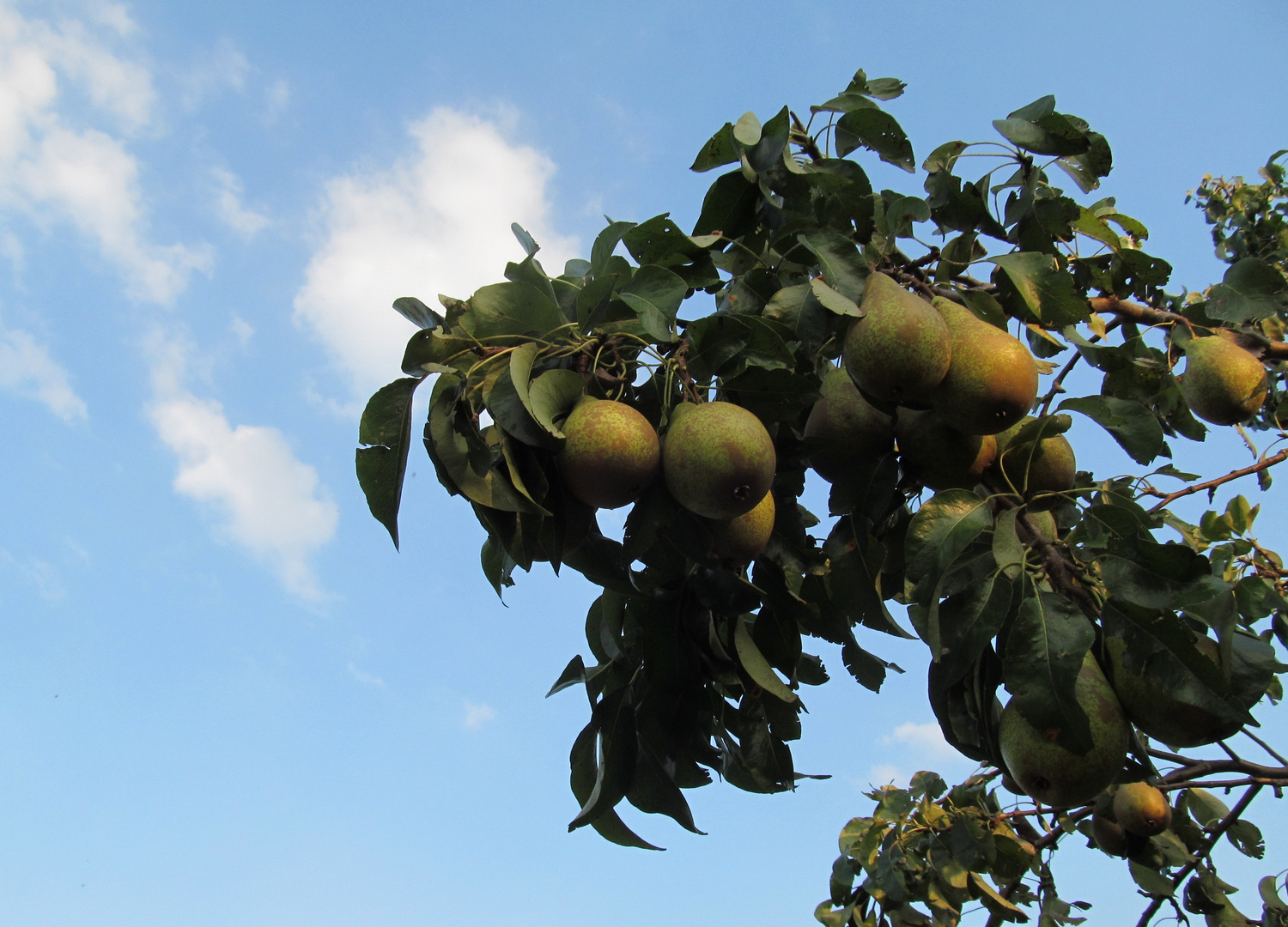 am Birnbaum Foto & Bild natur, landschaft, pflanzen Bilder auf
