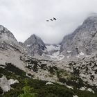 Am Blaueisgletscher(chen)...