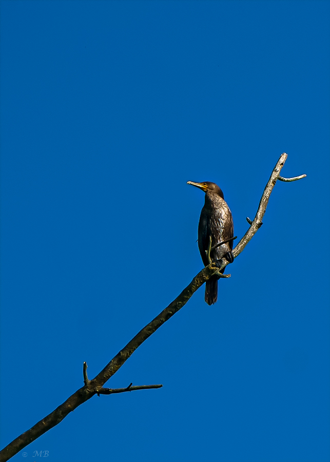 Am blauen Himmel