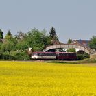 Am blühenden Rapsfeld vorbei