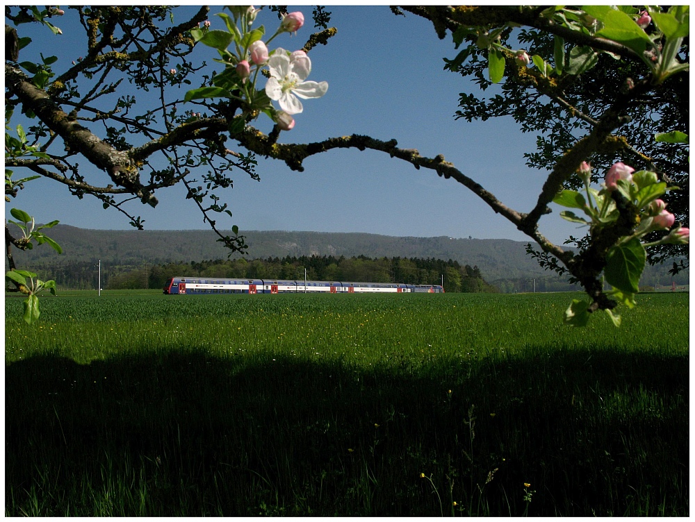 Am Blüten Schnuppern