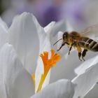 am Blütenstempel