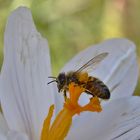 am Blütenstempel erwischt