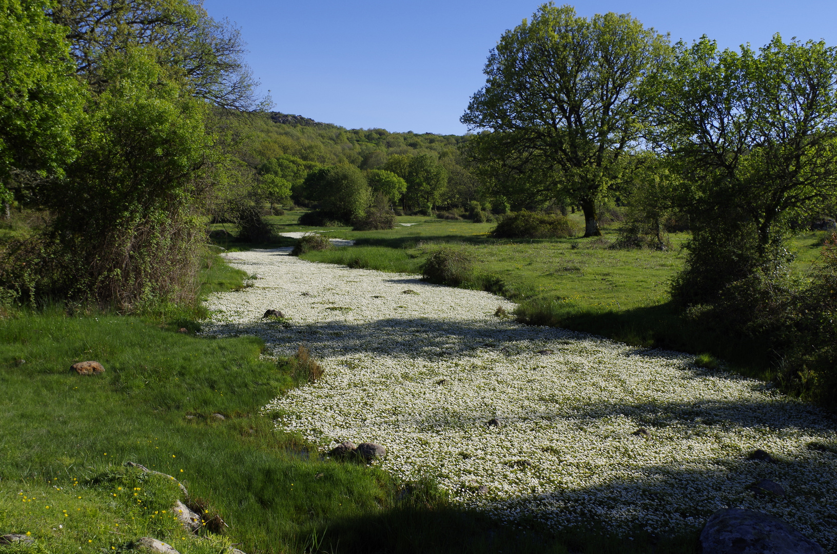 am blumenfluss- fiume di fiori