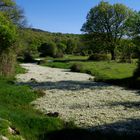 am blumenfluss- fiume di fiori