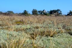 am Boden der der Heide