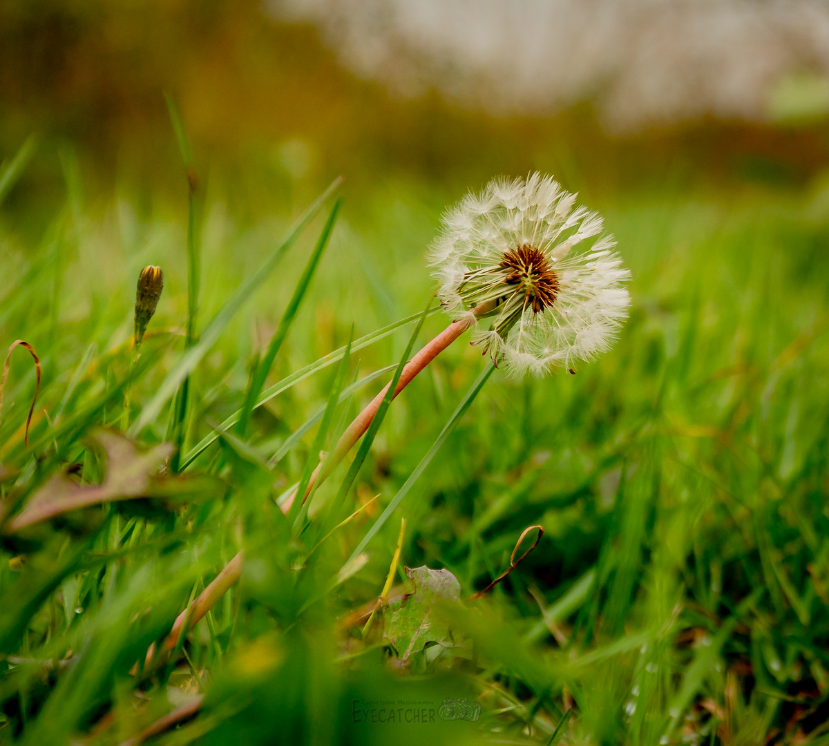 Am Boden der Wege