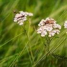 Am Boden der Wege