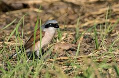"Am Boden hat ich ihn auch noch nicht oft"