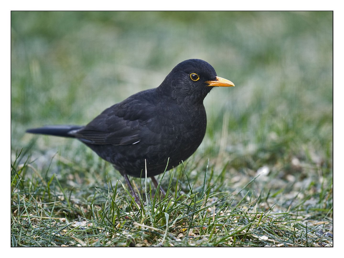 Am Boden unter dem Futterhäuschen....