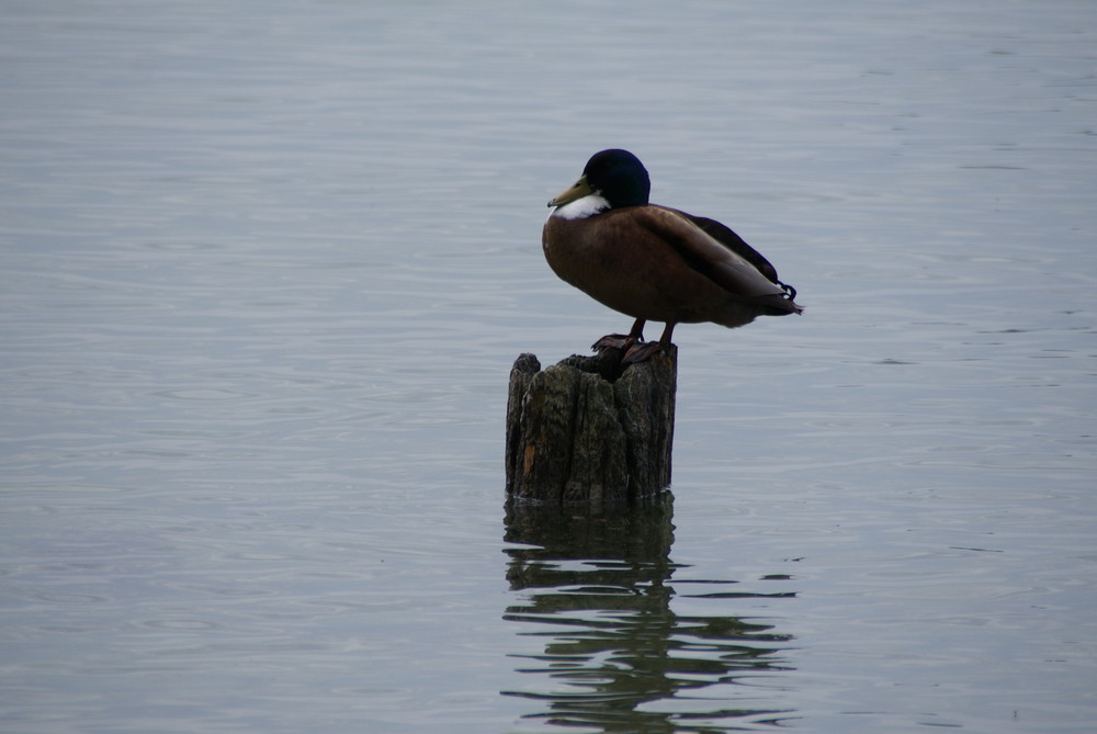 Am Bodensee 003