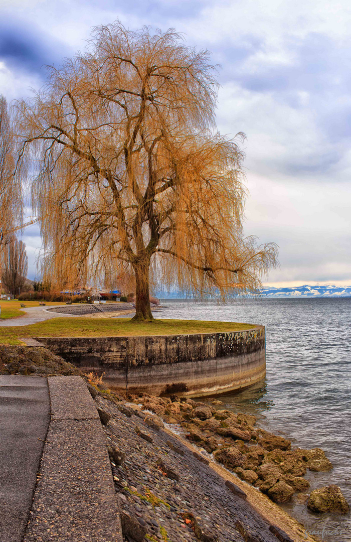 am Bodensee