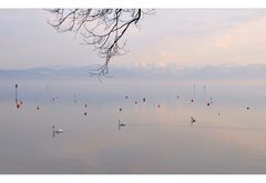 am Bodensee -1-