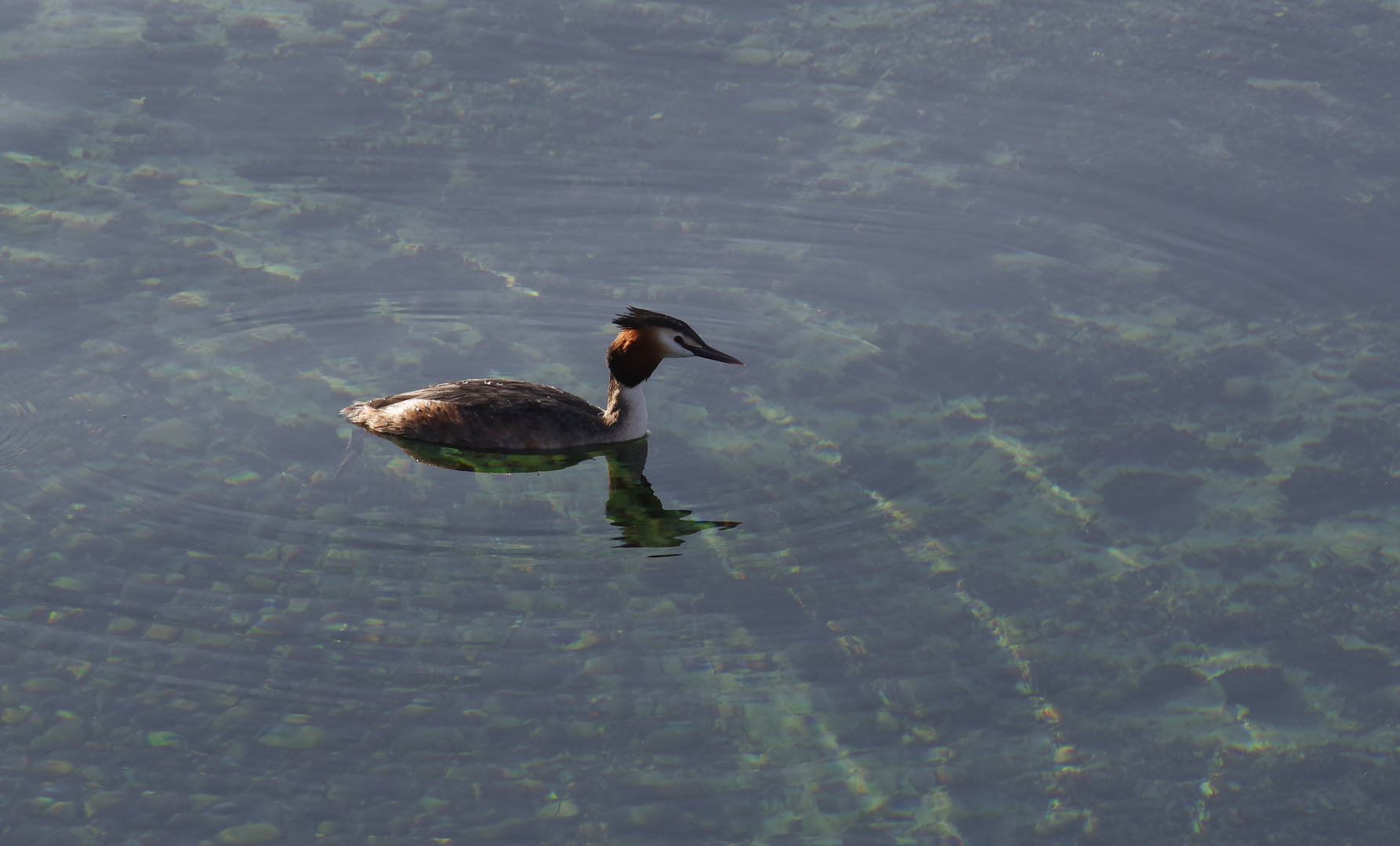 ...am Bodensee