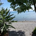 am Bodensee