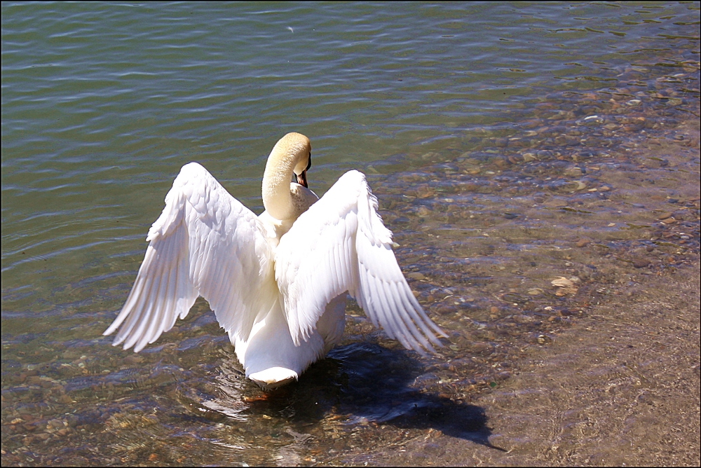 Am Bodensee