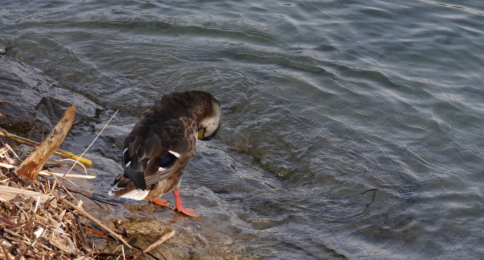 ...am Bodensee