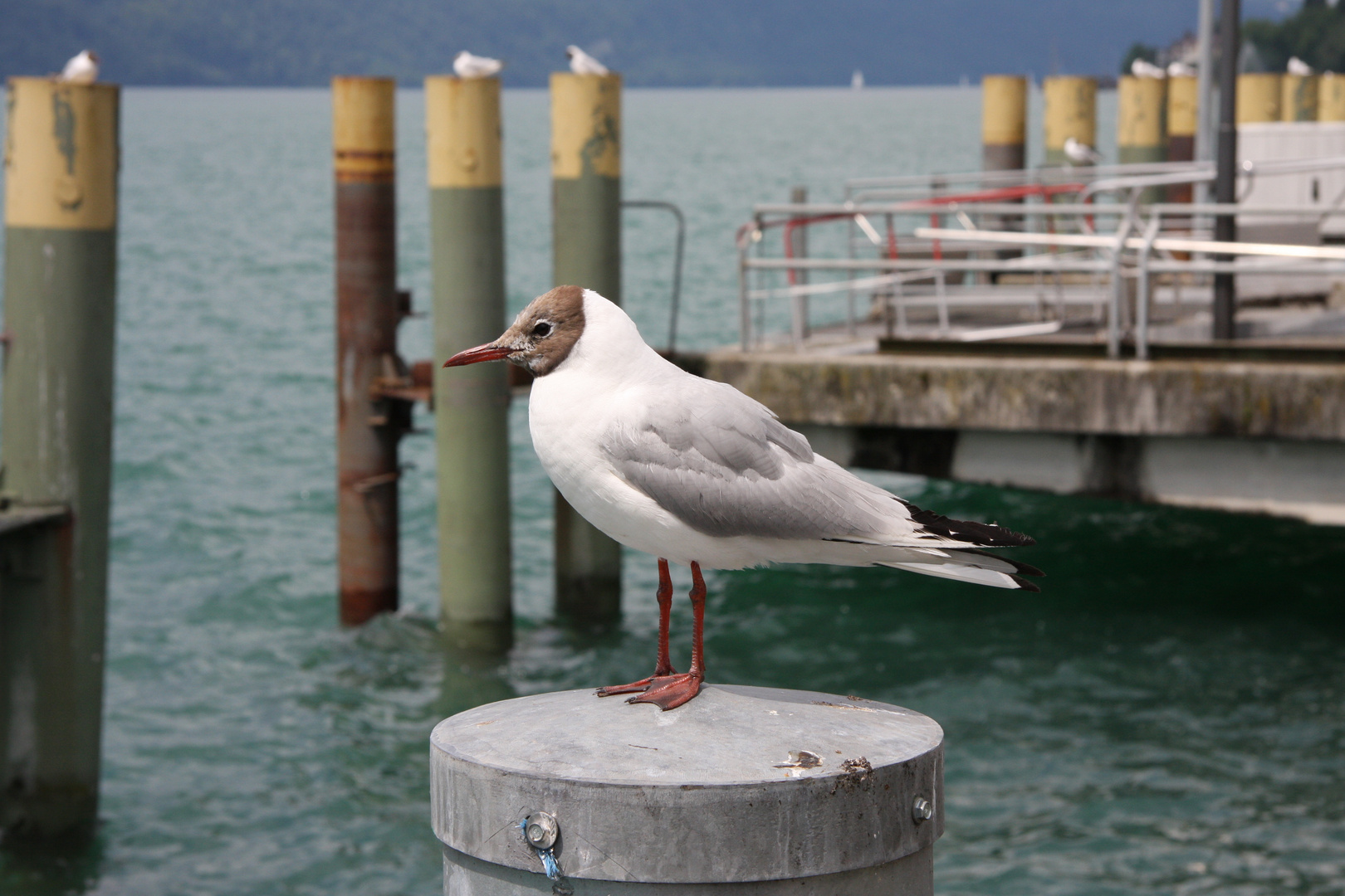 Am Bodensee